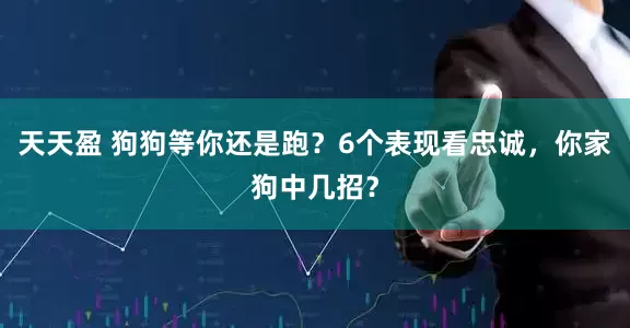 天天盈 狗狗等你还是跑？6个表现看忠诚，你家狗中几招？